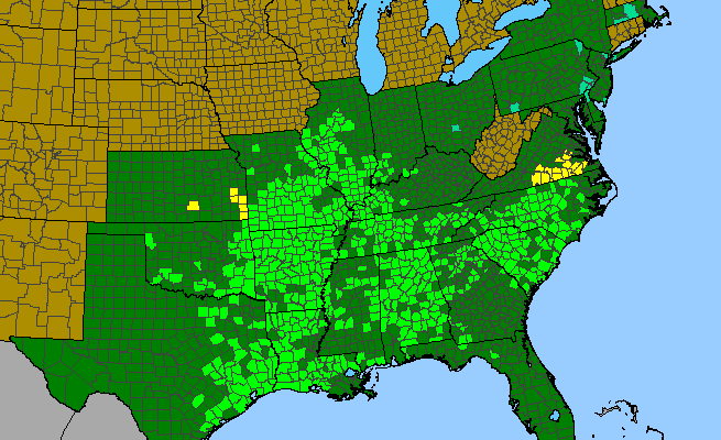 The range of Amsonia tabernaemontana